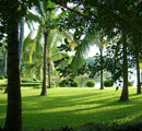 海南  兴隆热带植物园